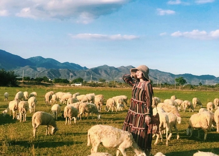 Kinh nghiệm du lịch đồng cừu Ninh Thuận: Đồng cừu An Hòa và Sơn Hải